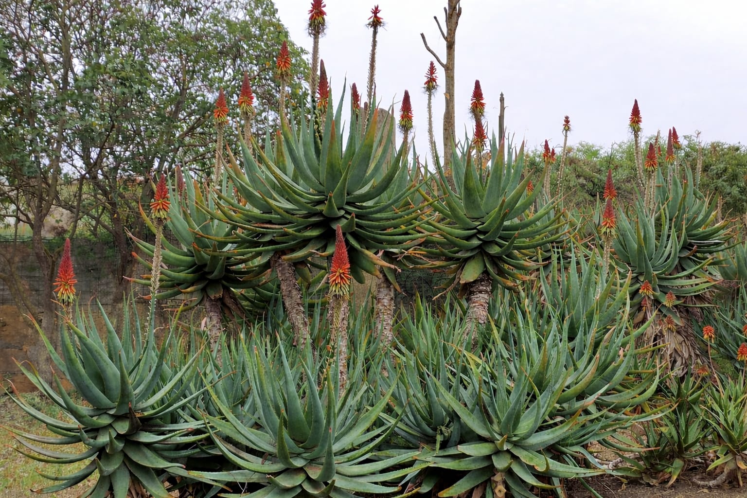 Aloe vera Villa Aurora