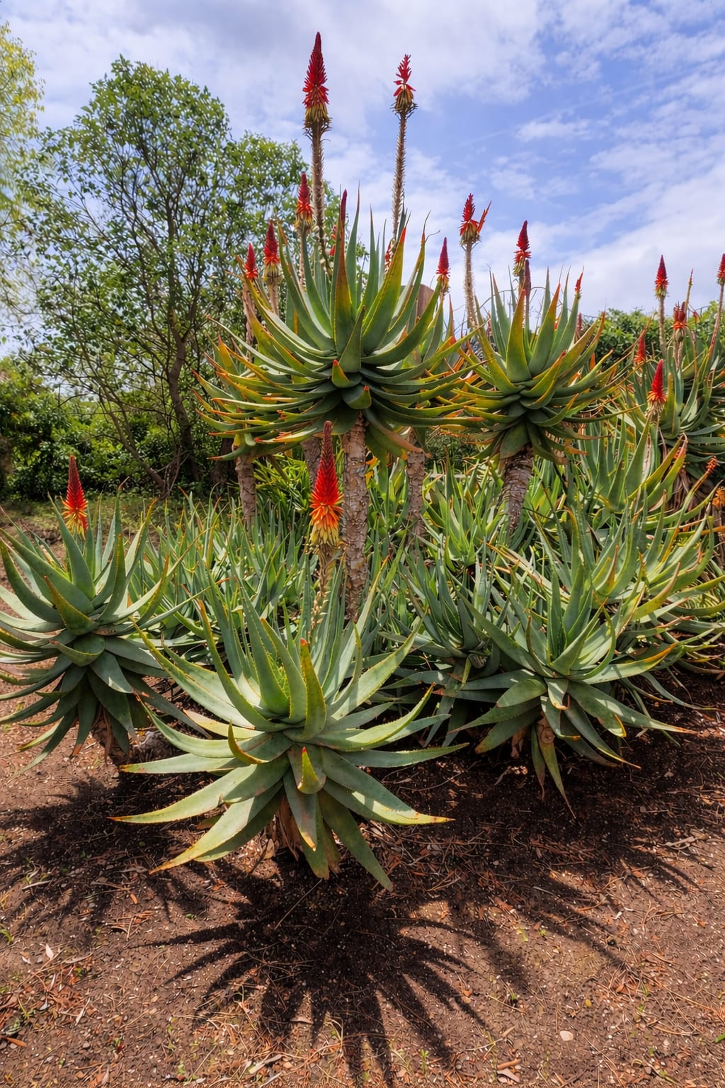 Coltivazione aloe vera Villa Aurora